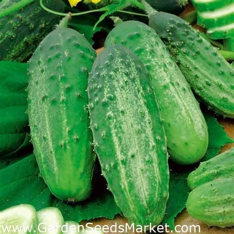 Cucumber Julian F1 seeds - Cucumis sativus - 105 seeds – Garden Seeds ...