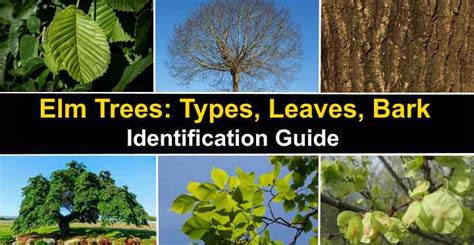 17 Elm Trees: Leaves, Bark, Seeds - Identification Guide (Pictures)