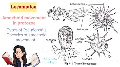 Amoeboid Motion