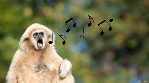 Singing animals: Gibbons found to sing together in a similar rhythm to ...