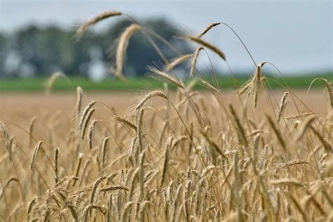 Crop Diversification in the Corn Belt - Sustainable Food Lab