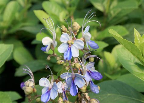 A blue butterfly plant is true blue | Mississippi State University ...