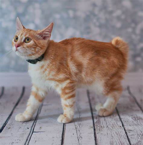 Pure Breeds Archives - The Happy Cat Site | American bobtail cat ...