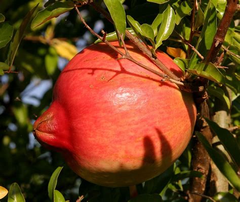 zarzamora: Pomegranate S.L.
