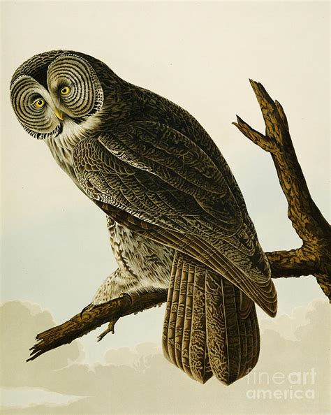 Great Cinereous Owl Painting by John James Audubon