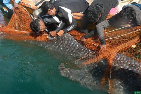 WHALE SHARK CONSERVATION PROJECT -Wildlife Trust of India