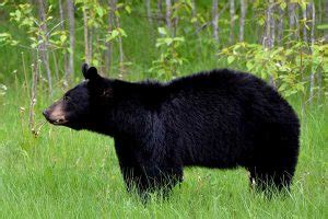 Smoky Mountains Wildlife (12 Species With Pictures) - Wildlife Informer