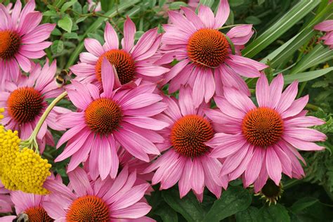 Echinacea purpurea