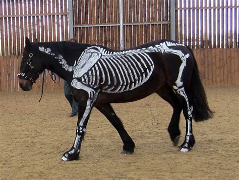 Skeleton Horse by Wildflower789 on DeviantArt