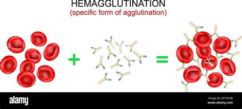 Blood agglutination Stock Vector Images - Alamy