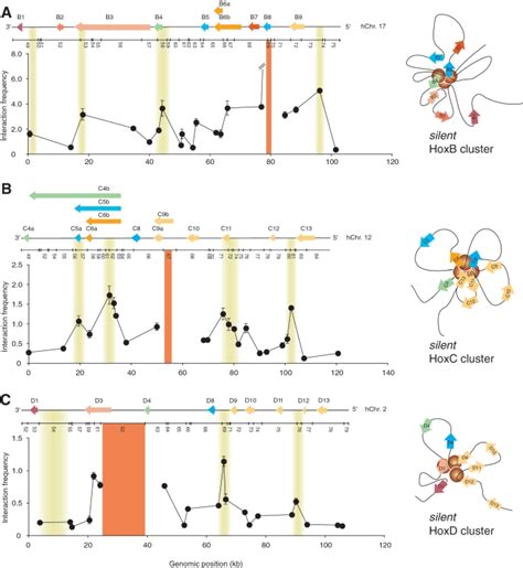 Chromatin looping is a conserved feature of transcriptionally silent ...