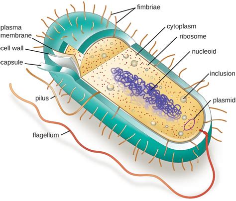 Unique Characteristics of Prokaryotic Cells | Microbiology