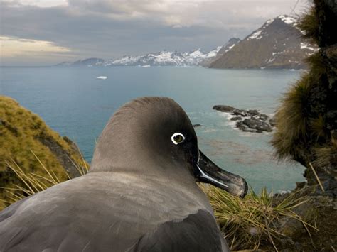 Sooty Albatross, South Georgia