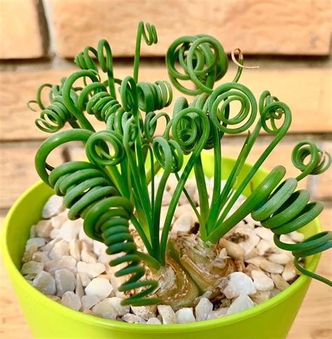 This Curly Succulent Houseplant Has Amazing Spiraled Leaves