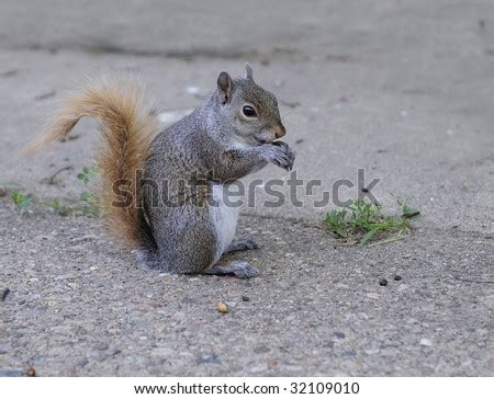 A Squirrel Eating Peanuts Stock Photo 32109010 : Shutterstock