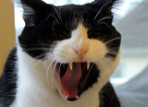 Yawning Tuxedo Cat Free Stock Photo - Public Domain Pictures