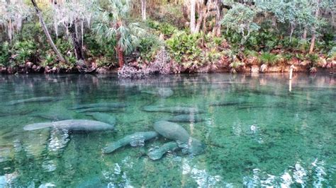 Blue Spring State Park | Florida State Parks