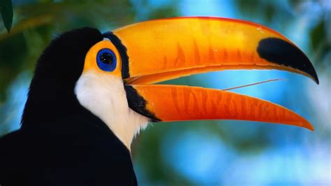 1920x1080 Toucan, Beak, Bird, Exotic wallpaper JPG - Coolwallpapers.me!