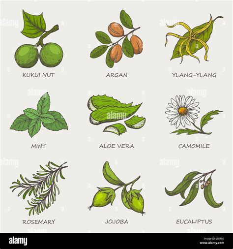 Set of herbs and plants hand drawn icons that are used in cosmetics and natural medicine. Vector ...