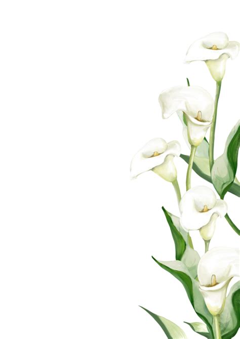 White Calla Lilies 14177982 PNG