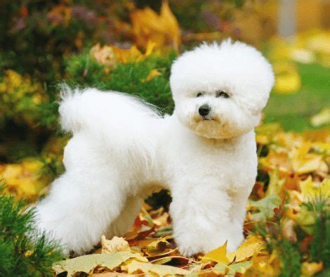 Teddy Bear Poodle Cut – KeepingDog