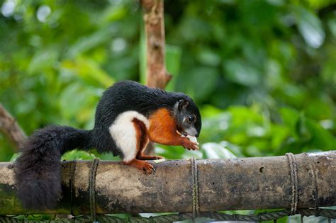 Six cool squirrel species … because it's Squirrel Appreciation Day! | Cute and Cool | Earth ...