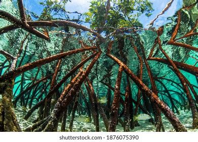 2,458 Mangrove Roots Fish Images, Stock Photos, and Vectors | Shutterstock