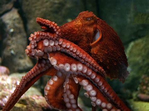 The Giant Pacific Octopus holds the record of being the world's largest ...