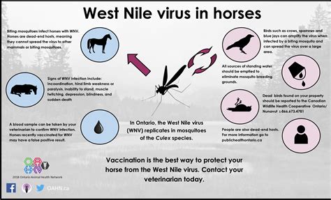 OAHN Equine West Nile Virus Infographics – Ontario Animal Health Network