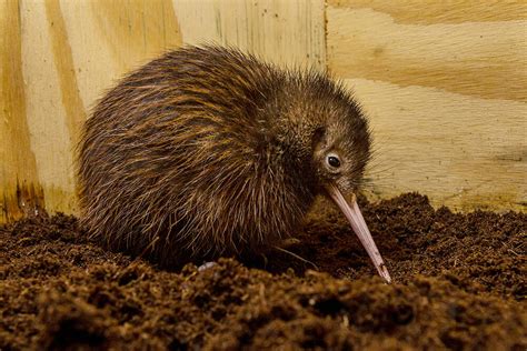 Kiwi | San Diego Zoo Animals & Plants