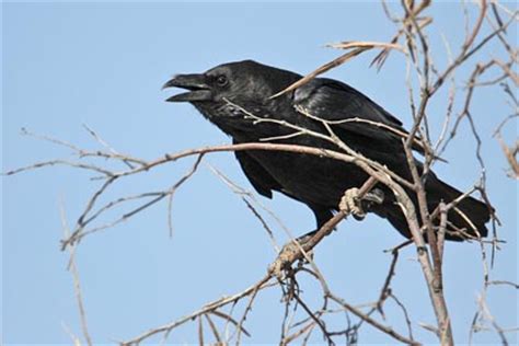 Chihuahuan Raven Pictures and Photos - Photography - Bird | Wildlife ...