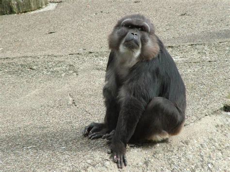 Tonkean macaque - Alchetron, The Free Social Encyclopedia