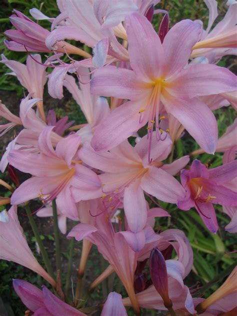 Surprise Lilies (Lycoris): Plant Care and Collection of Varieties - Garden.org