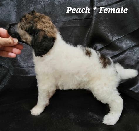 1 left!!! AKC Standard Poodle Puppies - Nex-Tech Classifieds