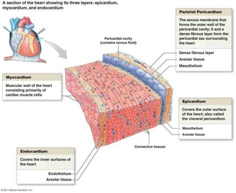 comprised of four different layers known as pericardium epicardium myocardium and endocardium ...