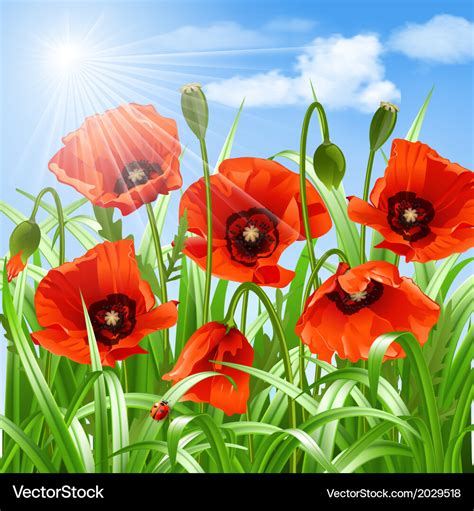 Red poppies in grass Royalty Free Vector Image