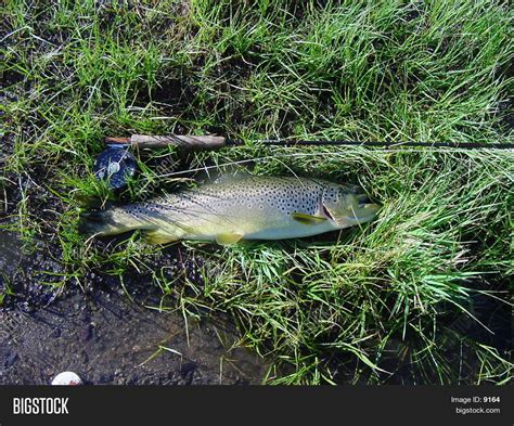 Brown Trout Image & Photo (Free Trial) | Bigstock