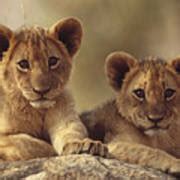 African Lion Cubs Resting On A Rock Photograph by Tim Fitzharris