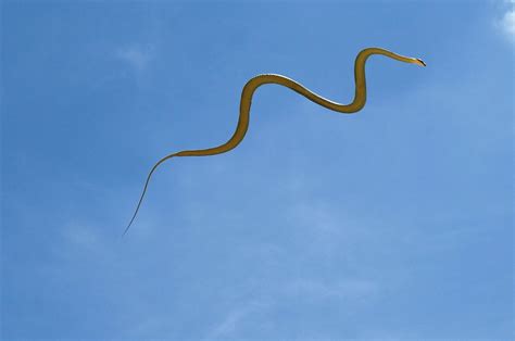 Mystery of how flying snakes move is solved by scientists