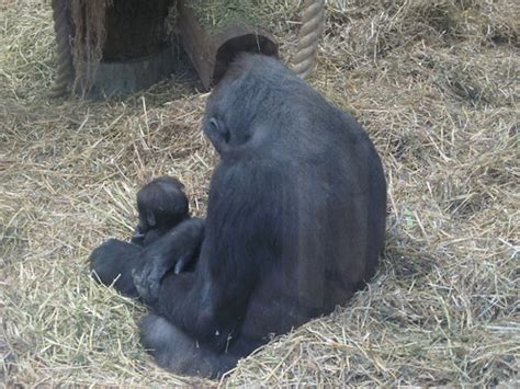 Western Lowland Gorilla & Baby | Julian Tysoe | Flickr