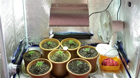 How to Grow Weed Indoors: A Step by Step Guide for Beginners