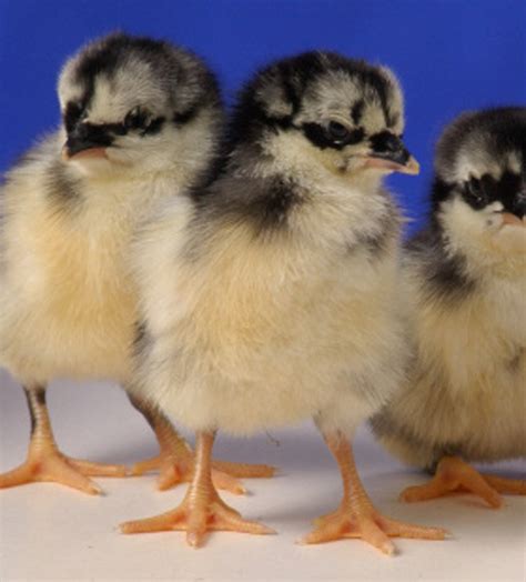 Black Sumatra Chicken: Baby Chicks for Sale | Cackle Hatchery