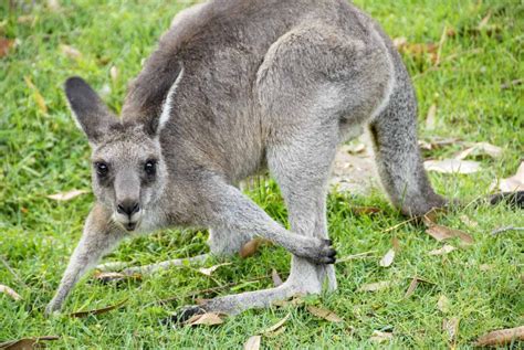 Responsible Travel in Australia: 6 Ethical Animal Activities