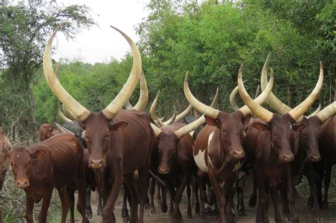 Experience the Ankole culture at Nshenyi Cultural Village - Venture Uganda