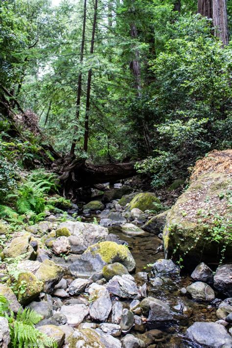 Magical Falls & Pandemic Protocols on the Trail at Big Basin Redwoods - Coastside Slacking