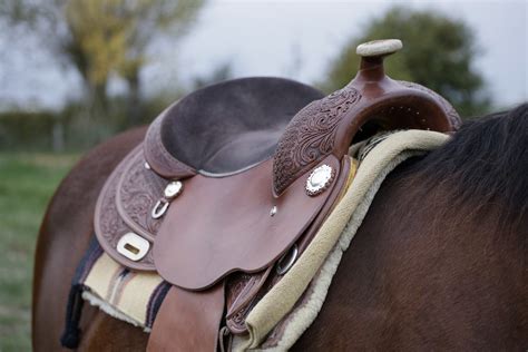 The 5 Best Horse Saddles for All Riding Disciplines in 2022 - Equineigh