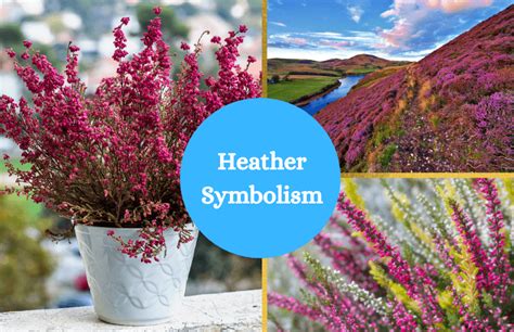 Heather – Symbolism and Meaning - Symbol Sage