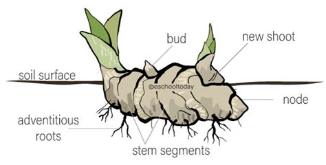 Rhizome Plants Examples