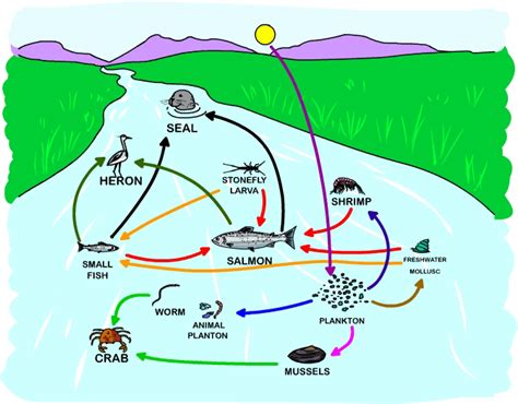 Food Webs - Freshwater biome facts