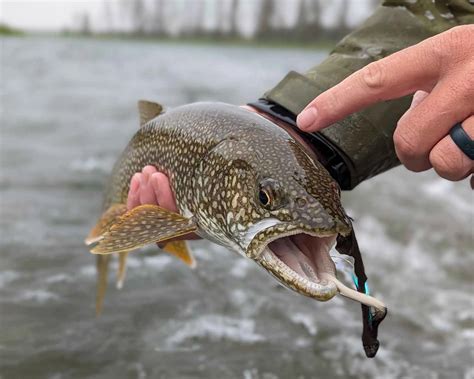 Lake Trout – Canmore Fishing Adventures